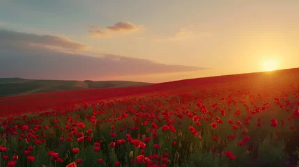 Zelfklevend Fotobehang Beautiful field of red poppies in sunset light © ZayNyi
