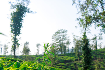 Scenic view of Tea plantations or Tea garden near Coorg, Karnataka, India. 