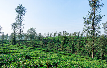 Fototapeta na wymiar Scenic view of Tea plantations or Tea garden near Coorg, Karnataka, India. 