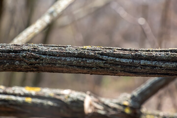 Fototapeta na wymiar Honeysuckle bark Lonicera Maakii. Bark texture in early spring.