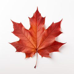 Fototapeta premium maple leaf isolated on white
