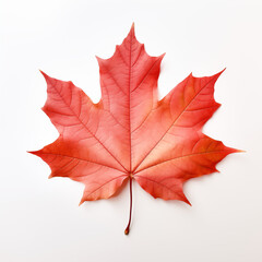 Fototapeta premium maple leaf isolated on white
