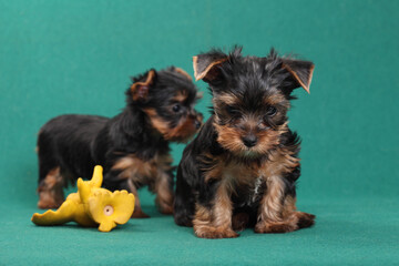 Two small cute Yorkshire Terrier puppies isolated on a green background.
