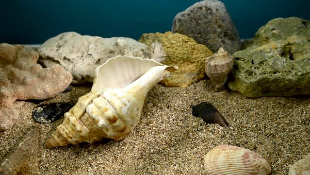 Pleuroploca trapezium seashell on the sand underwater 4K