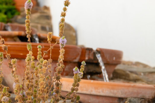 Flor de Menta poleo (Mentha pulegium) junto a una fuente. Planta creciendo de forma natural junto a una fuente por la que discurre un leve hilo de agua en Sanl&uacute;car de Guadiana, Espa&ntilde;a.