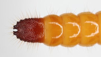Wireworm, larva of Mouse grey Click Beetle (Agrypnus murinus), Elateridae.  Wireworms are ...