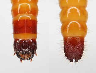 Wireworm, larva of Mouse grey Click Beetle (Agrypnus murinus), Elateridae.  Wireworms are  important pests that feed on plant roots. Close-up of both ends of the larva's body.