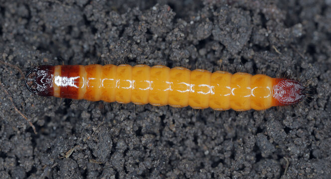 Wireworm, larva of Mouse grey Click Beetle (Agrypnus murinus), Elateridae.  Wireworms are  important pests that feed on plant roots. Insect on the soil.