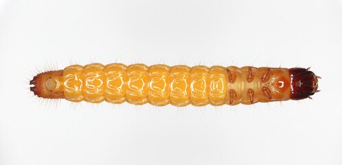 Wireworm, larva of Mouse grey Click Beetle (Agrypnus murinus), Elateridae.  Wireworms are  important pests that feed on plant roots. View from below.