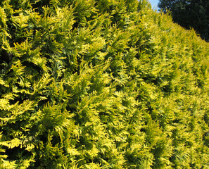Thuja Hedge