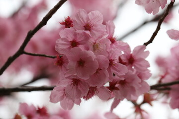 日本の早春の庭に咲くサクラ（寒緋桜）のピンク色の花