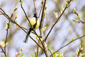 great tit perching on a tree branch on a sunny spring day	