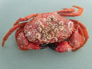 One crab close-up