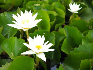 White lotus on the pond.