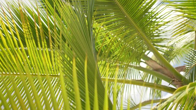 Tropical coconut palm leaf swaying in the wind with sun light, Summer background, slow motion. Maldives, caribean
