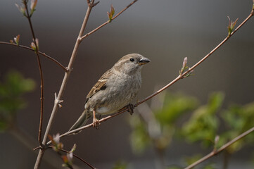Female Brown-headed cowbird perching on a tree