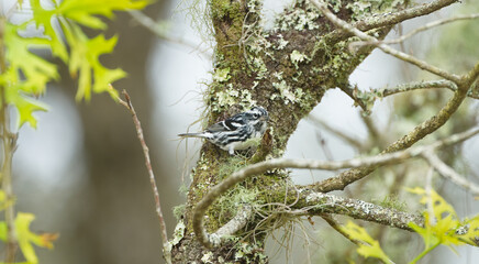 Male black and white warbler - Mniotilta varia - is a species of New World warbler that breeds in northern and eastern North America and winters in Florida perched in a turkey oak tree