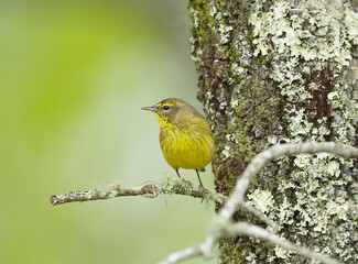 male brown and yellow with red Mohawk palm warbler - Setophaga palmarum  hypochrysea - perched on turkey oak tree - Quercus laevis - side profile view With blurred green bokeh background