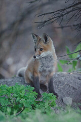 Young Red Fox sitting on a rock