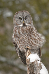 Great grey owl perching on a tree