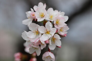 日本の春の庭に咲くソメイヨシノの桜の花