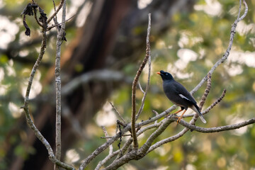 Jungle Myna - Acridotheres fuscus, beautiful shy perching bird from South Asian forests and woodlands, Nagarahole Tiger Reserve, India. - 765593250