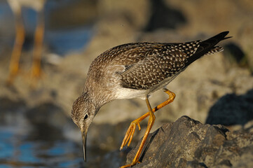 Lesser Yellowlegs for food in a river during autumn migration