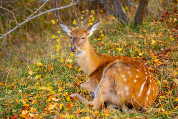 Beautiful sika deer in the autumn forest against the background of colorful foliage of trees. The...