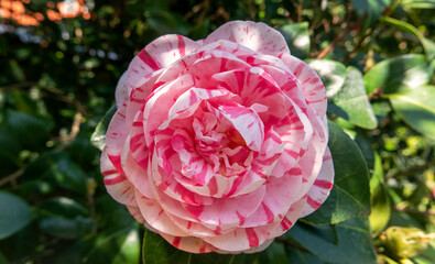 beautiful camellia flowering in the garden in spring