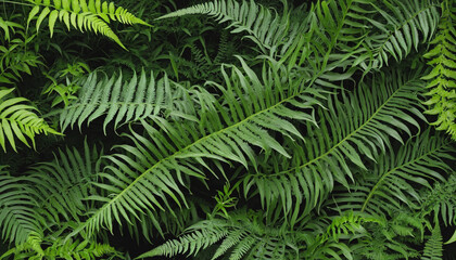 Fototapeta na wymiar collection of ferns 