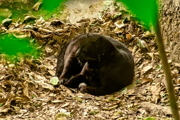 Zelfklevend Fotobehang black panther © SUSMIT