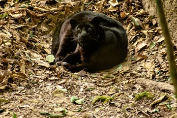 Tafelkleed black panther © SUSMIT