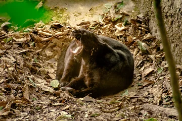 Rolgordijnen Black panther showing its tongue © SUSMIT