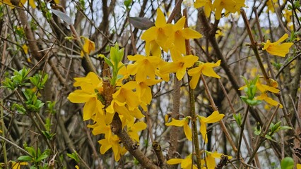 Yellow forsythia flowers on a tree in spring. Macro shot