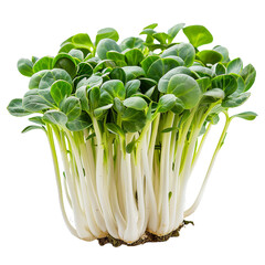 Cabbage Sprouts, transparent background, isolated image, generative AI