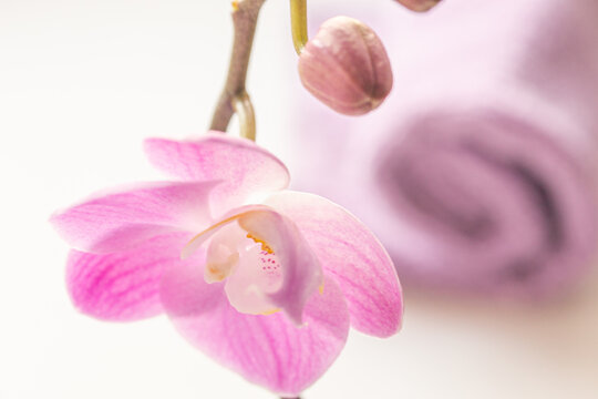 Branch of a blooming pink orchid close-up and defocused soft towel in the background. Spa, wellness, treatment, body care concept. copy space for visual content close-up, high quality photo