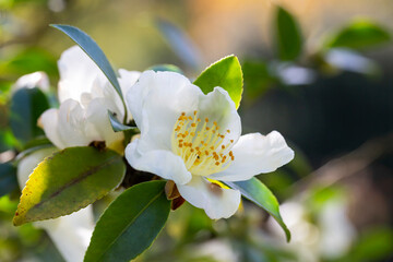 Tea leaf and white flower in tea plantation. Flower of tea on trunk. Beautiful and fresh white tea...