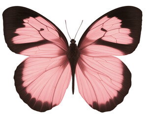 Butterfly PNG Element for Design, Macro, Studio Shot, Die-Cut