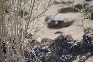 schokari sand racer Sanke , portrait