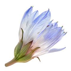 Chicory, transparent background, isolated image, generative AI