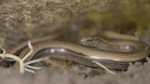 Rare slow worm lizard close up macro view