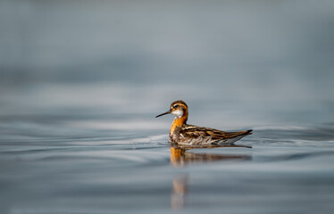 Red-necked Phalarope - Phalaropus lobatus small bird, breeds in the Arctic regions of North America and Eurasia, is migratory, spends the winter at sea in tropical oceans. 