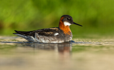 Red-necked Phalarope - Phalaropus lobatus small bird, breeds in the Arctic regions of North America and Eurasia, is migratory, spends the winter at sea in tropical oceans. 