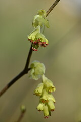 Corylopsis spicata flower