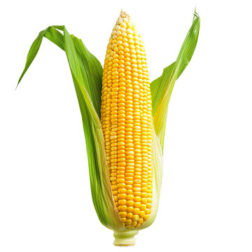 Corn Maize, transparent background, isolated image, generative AI