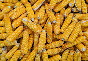 corn on the cob
