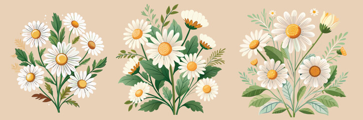 chamomile--illustrations-of-daisy-flowers