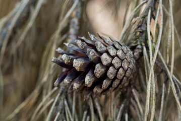 pine cone on twig closeup selective focus