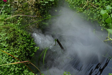 Water vapour in the middle of plants - Powered by Adobe