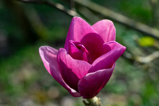 Wunderschöne rosa violette Magnolien Blüte im Garten, im Frühjahr, Symbol für Anmut, Schönheit, Reinheit, Weiblichkeit